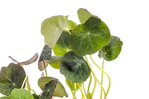 Successfully growing nasturtiums: instructions & tips