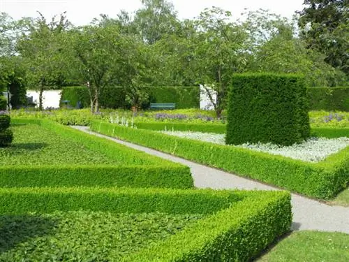 Elegant körsbärslager: steg för steg för topiary