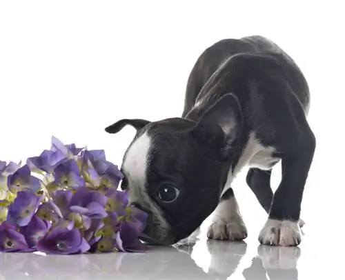 Hortensia tóxica para los perros