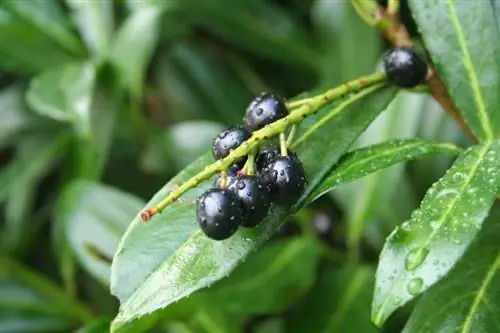 Cherry laurel: โรคราน้ำค้าง ผลกระทบและการควบคุม