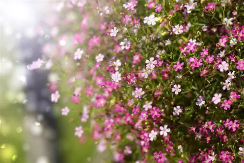 Gypsophila: žydėjimo laikas ir vešlių gėlių priežiūros patarimai