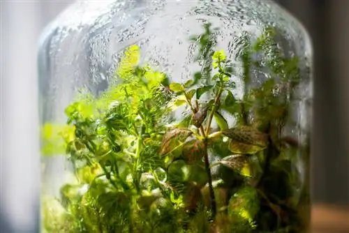 bottle garden