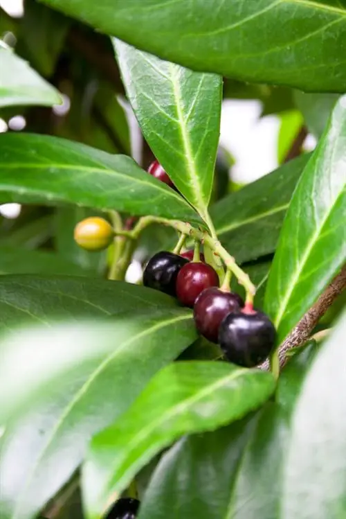 Cherry laurel fruits