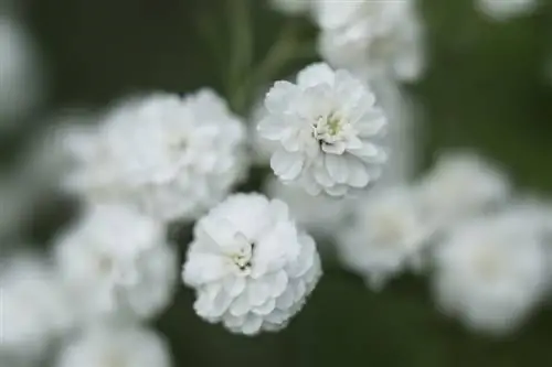 Otrava Gypsophila