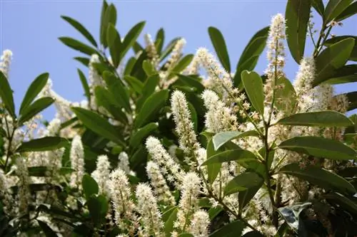 Tubig cherry laurel