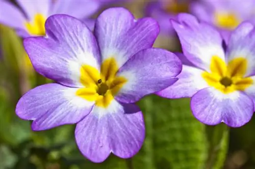 Primrose blooms