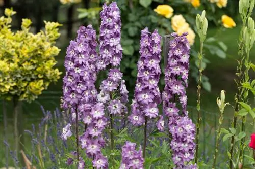 Delphinium padalinys