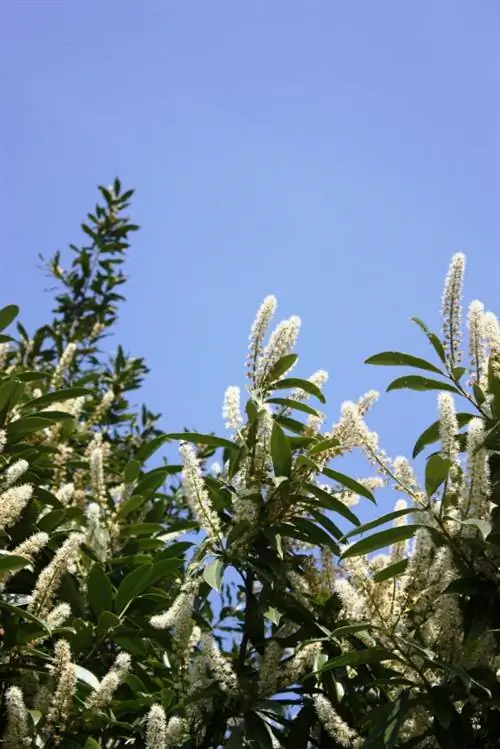 Altura del laurel cereza