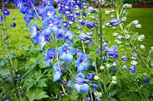 Delphinium көбөйөт