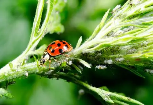 Coccinelle asiatique