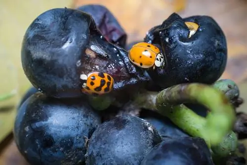 Asian ladybug