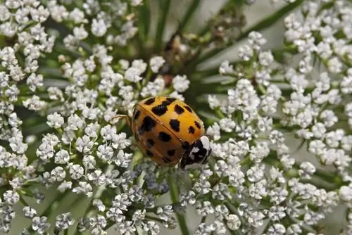 Coccinelle asiatique