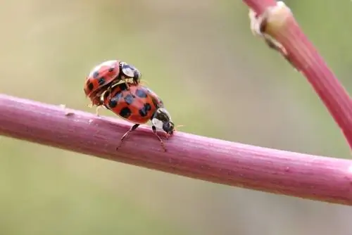 Coccinelle asiatique