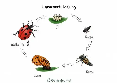 Larval development