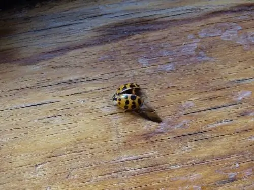 Osiyo ladybug