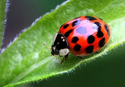 এশিয়ান লেডি বিটল - এটা কতটা বিপজ্জনক?