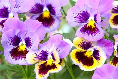 Pansies ยืนต้น: ประเภทการเจริญเติบโตและการดูแลรักษา