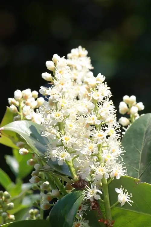 Cherry laurel kwenye ndoo