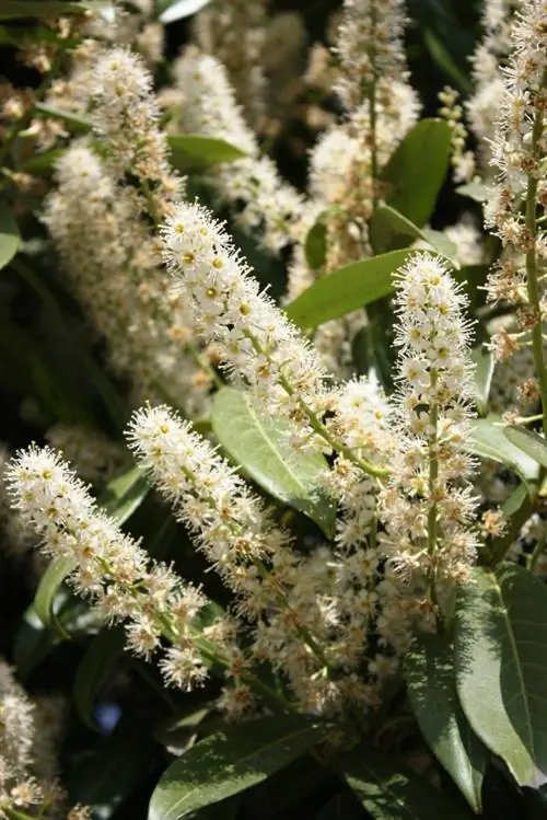 Cherry laurel: Promotes growth when development is slow