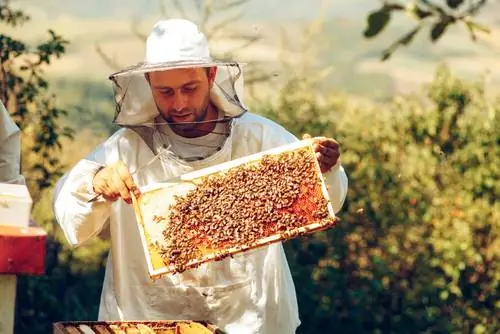 Les abelles s'alimenten de suc