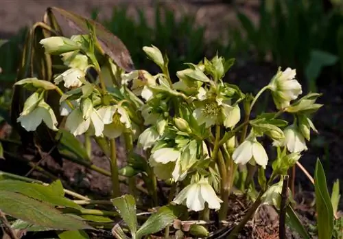 Plant out Christmas roses