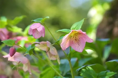 Kerstrozen vermenigvuldigen: eenvoudige methoden voor meer planten