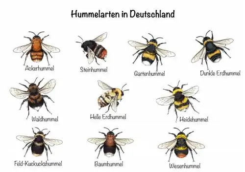 Hommelsoorten in Duitsland