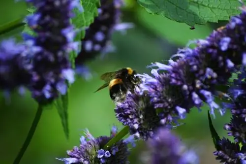 hommel