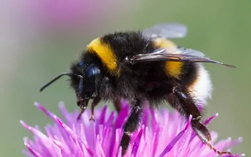 Bumblebees - unique and important flight artists