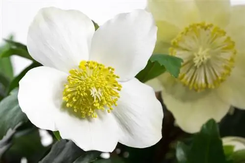 Snow rose houseplant