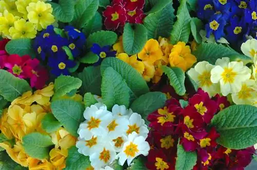 Die top 5 soorte primrose: eienskappe, blomtyd en groeiwenke