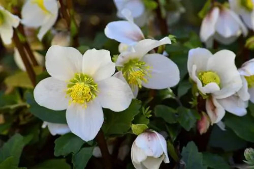 Velenoso o innocuo? Conosci i pericoli della rosa di Natale