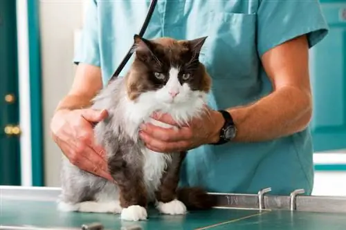 Wees voorzichtig met huisdieren: kerstrozen zijn giftig voor katten