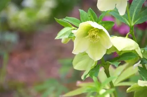 Tiempo de plantación de rosas de nieve