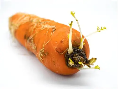 When carrots germinate - the development cycle