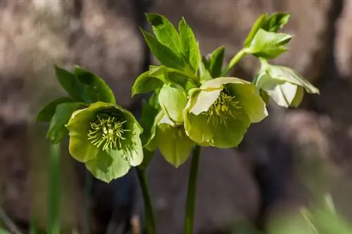 Julerose: blomstringstid og tips til pleje