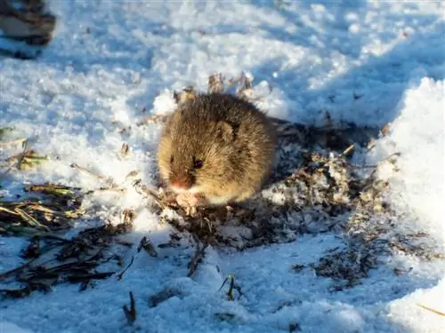 Do voles hibernate?