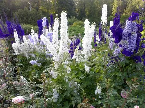 Larkspur: Die ideale ligging vir manjifieke blomme