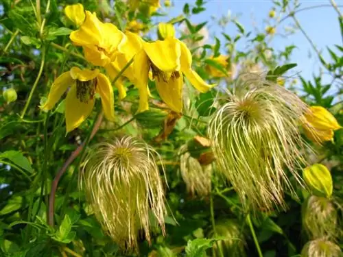 Atașați clematis