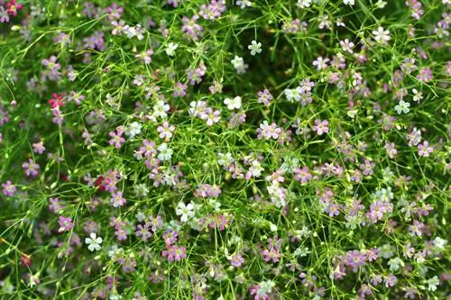 Mga tip sa pangangalaga ng gypsophila