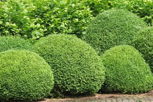 Výsadba a péče o buxus na zahradě