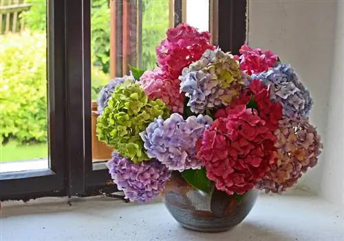 Khaws hydrangeas: Yuav ua li cas khaws lawv txoj kev zoo nkauj