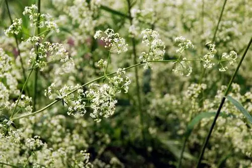 Plant gypsophila suksesvol: Dit is hoe dit welig blom