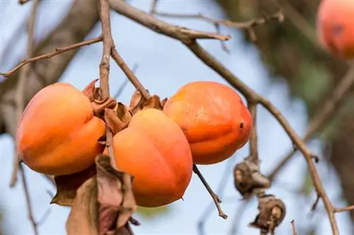 Multiply persimmons: instructions for successful sowing