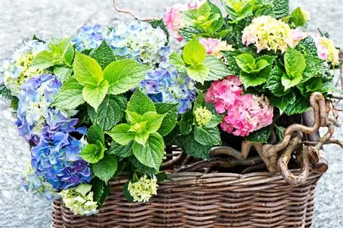 Hortensia en una maceta