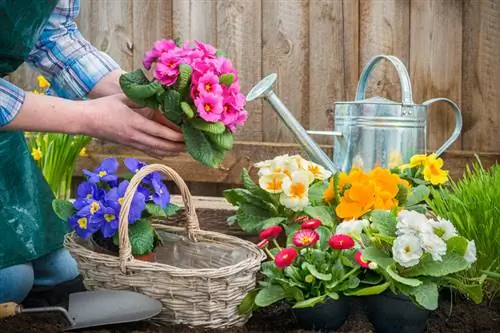 Φυτέψτε primroses