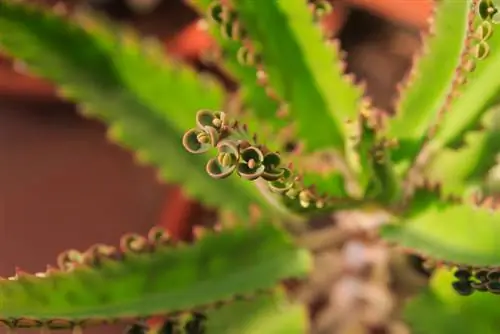 Welke verzorging heeft de Kalanchoë Daigremontiana (Goethe-plant) nodig?