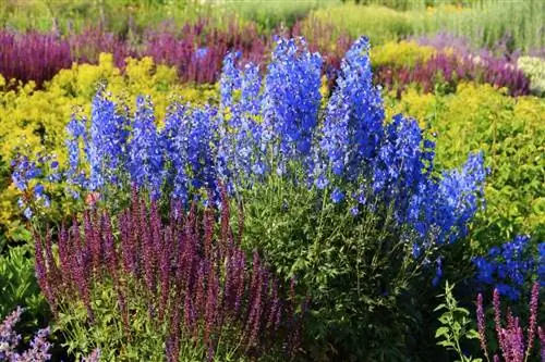 Fertilitza delphiniums: així és com assegures unes flors magnífiques