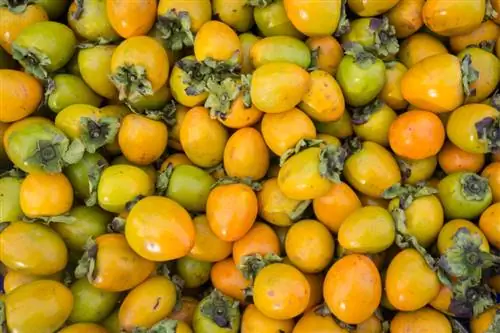 Låt persimmons mogna: Detta gör frukten riktigt söt