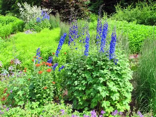 Delphiniums med gule blader: hva er årsakene?